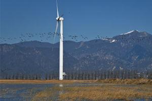 图片区视频区小说区国产,从图片到视频，再到小说的国产文化之旅