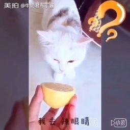 国产布丁酱视频,甜蜜滋味，国产匠心独运