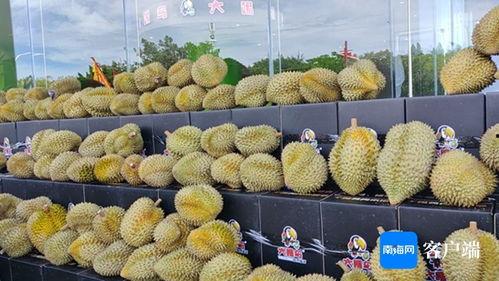三亚国产榴莲现场视频播放,三亚国产榴莲新鲜上市，口感与风味大揭秘
