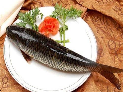 国产猫不吃猫饭吗视频大全,猫饭真的不适合它们吗？