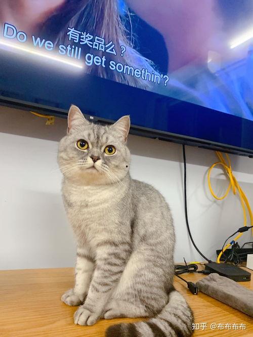 国产猫不吃猫饭吗视频大全,猫饭真的不适合它们吗？